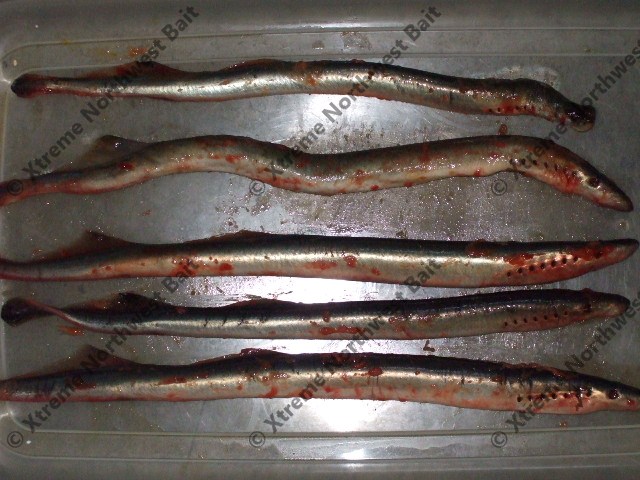 Products Cured/Fresh Uncured Salmon Eggs/Lamprey Eel - Welcome to Xtreme  Northwest Bait Co LLC – Specialize in Quality Fishing Baits, Bait Cure, Powdered  Scents, and Fishing Attractants