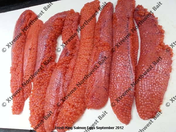 Products Cured/Fresh Uncured Salmon Eggs/Lamprey Eel - Welcome to Xtreme  Northwest Bait Co LLC – Specialize in Quality Fishing Baits, Bait Cure,  Powdered Scents, and Fishing Attractants